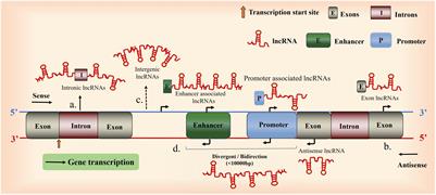 Research Progress on the Inflammatory Effects of Long Non-coding RNA in Traumatic Brain Injury